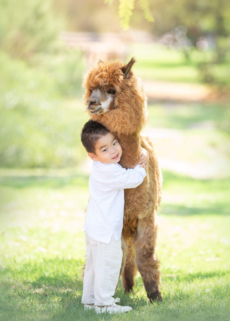 Little boy cuddling an alpaca named Fable in Los Angeles